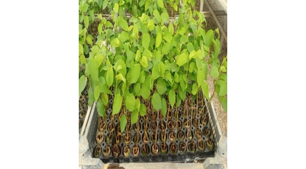 azerbaycandan-gilas-tinglerinin-ozbekistana-ixracina-icaze-verilib