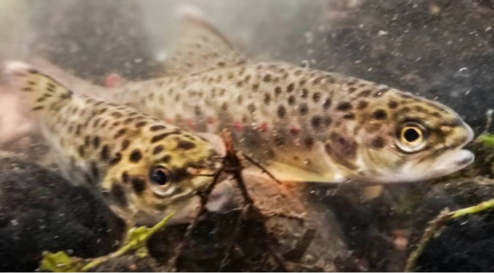 anomal-yaz-finlandiyada-ciddi-ekoloji-neticelere-sebeb-olur