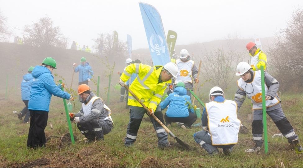 dashkesen-rayonunda-silsile-agacekme-aksiyalari-kechirilib