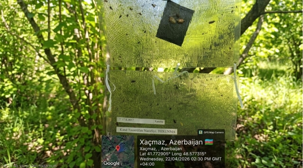 qehveyi-mermer-bagacigina-qarshi-feromon-telelere-nezaret-tedbirleri-davam-etdirilir