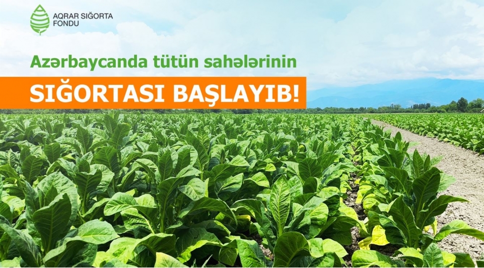 azerbaycanda-tutun-ekinlerinin-sigortasi-bashlandi-shertler