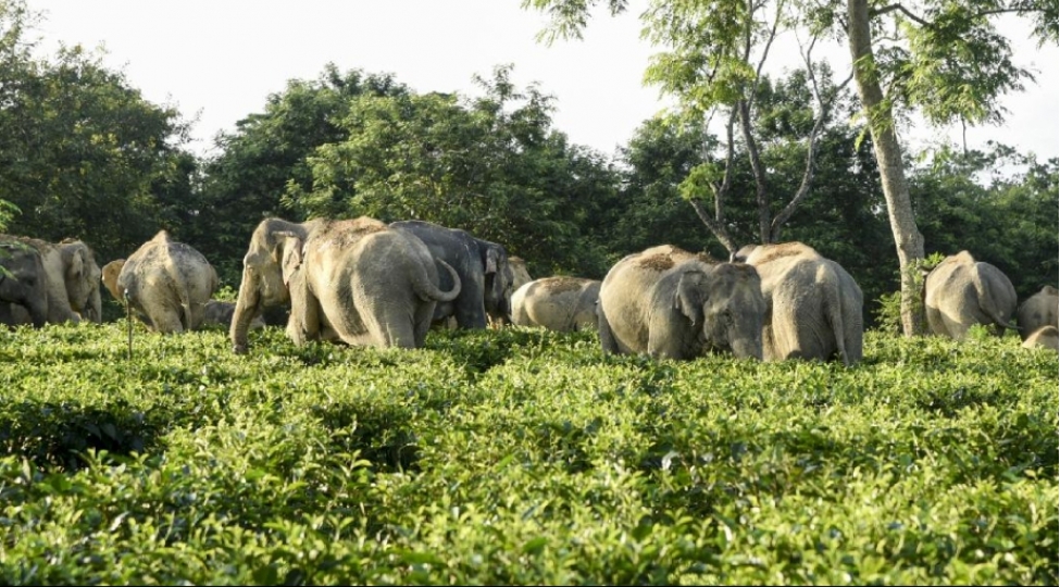 afrikada-fil-surusu-absh-li-milyonchunun-ov-seferine-son-qoydu