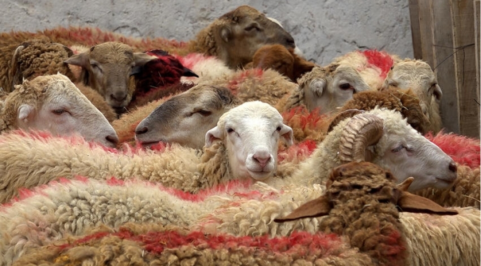 qurban-bayraminda-hansi-qaydalara-emel-edilmelidir