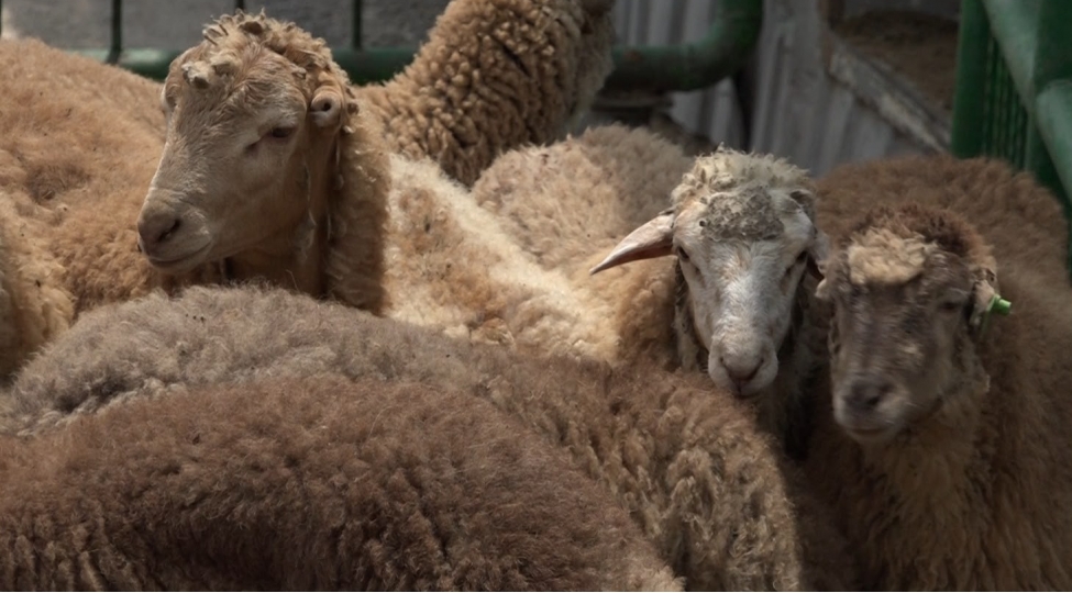 qurban-bayrami-ile-bagli-hazirliq-ishleri-yekunlashib-video