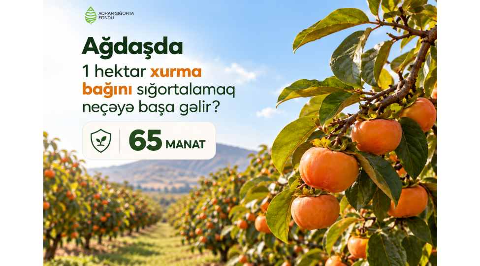 agdashda-xurma-baglarini-sigortalamaq-necheye-basha-gelir-shertler-meblegler